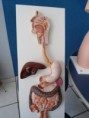 /album/laboratorio-de-anatomia/a402930-227293557353504-340013913-n-jpg/