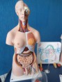 /album/laboratorio-de-anatomia/a405203-227293617353498-1078363534-n-jpg/